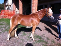 /album/haflinger-market/scion-agosto-bello-jpg/